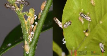 Se multiplica la mayor amenaza a los cítricos: el hallazgo del vector del HLB Diaphorina pone en riesgo al sector