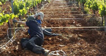 La Junta abona 93,7 millones de euros en ayudas de la PAC a más de 7.400 agricultores gaditanos