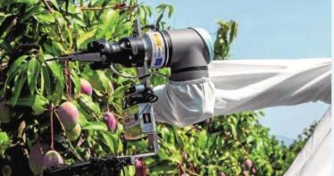 5G y Big Data para mejorar la recolección de mangos y aguacates