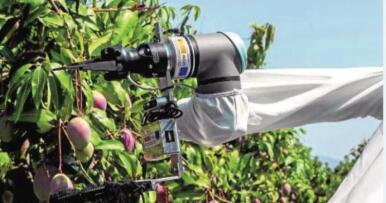 5G y Big Data para mejorar la recolección de mangos y aguacates