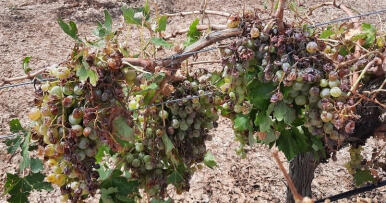 Los productores andaluces reciben 63 millones de euros en indemnizaciones del seguro agrario