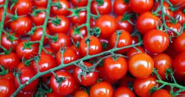 El agro almeriense, en pie de guerra contra el nuevo acuerdo UE-Marruecos