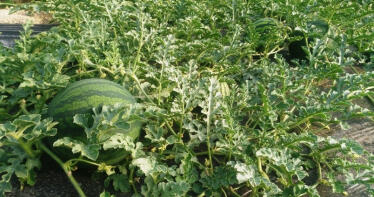 Alerta en Almería: la cosecha de melón y sandía se reducirá «más de un 30%»