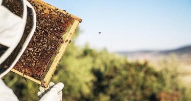 El Gobierno refuerza la transparencia en el etiquetado de la miel con una nueva normativa