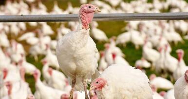 Gripe aviar: estos son los 197 municipios andaluces en los que no se puede criar aves al aire libre