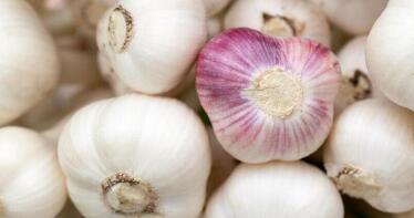 Las lluvias primaverales han llegado a tiempo para salvar al ajo en Córdoba