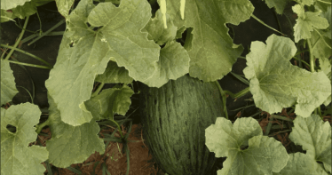 Se reducirá un 15% la superficie de melón y sandía para esta primavera en Almería