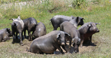 Hipertrofia normativa