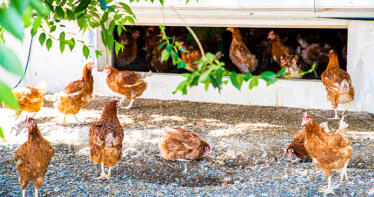 La gripe aviar ha supuesto ya el sacrificio de 970.000 aves y 36 millones de pérdidas