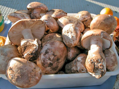 La sequía merma la cosecha del gurumelo en la provincia de Huelva