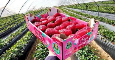 «Candela», la nueva fresa onubense de «residuo cero» que conquista el mercado asiático