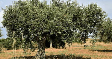 En busca del olivo perfecto: el nuevo Picual se gesta en Jaén