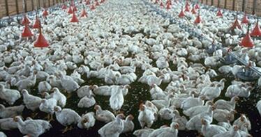 El ministro Planas pide calma y descarta un posible desabastecimiento de pollo tras el verano