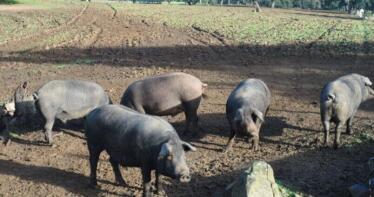 El eco de la peste porcina de los 80 regresa a Andalucía: «La gente lloraba como niños ante las hogueras de cerdos muertos»