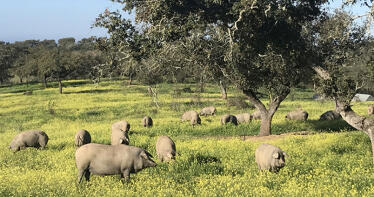 Las cooperativas piden revisar íntegramente la norma de calidad del ibérico: «No refleja la realidad del sector»