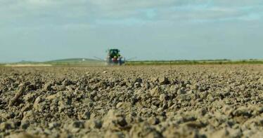 Con las siembras de algodón ya finalizadas, toca prestar atención a las plagas