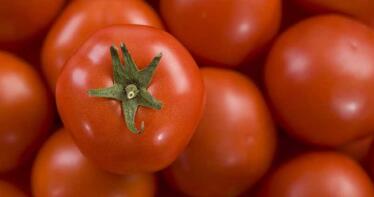 Los precios en origen del tomate y el pepino se desploman hasta un 80% con respecto a finales de 2023