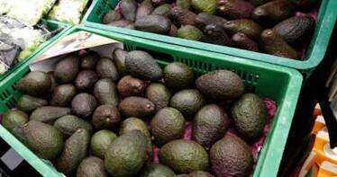 El aguacate de origen andaluz sigue reinando en Mercadona