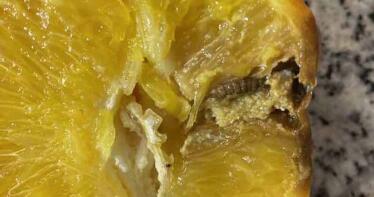 Avisan de que la Comisión Europea se «burla» de los citricultores al subir la temperatura del tratamiento en frío