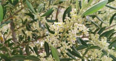 Productos de última generación para lograr un olivar más productivo