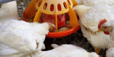 Se prohíbe la cría de aves de corral al aire libre por la gripe aviar: estas son las provincias andaluzas afectadas