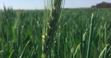 Arturo Hidalgo: «Es un año complicado para comercializar trigos blandos»