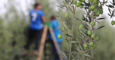 El juez declara nula la orden de inscripción de las IGPs de las aceitunas sevillanas