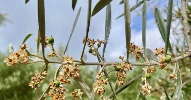 Estas son las plagas que acechan al olivar andaluz