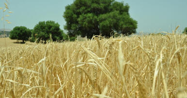 Suben las cotizaciones internacionales de los cereales con la vista puesta en EEUU