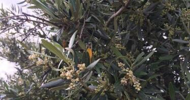 Plan de choque andaluz para frenar el algodoncillo del olivar