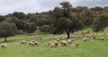 La ganadería extensiva resiste gracias a los precios, pero pierde terreno por la falta de relevo generacional