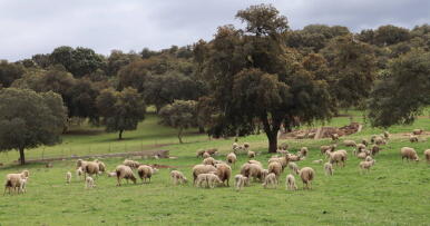 La ganadería extensiva resiste gracias a los precios, pero pierde terreno por la falta de relevo generacional