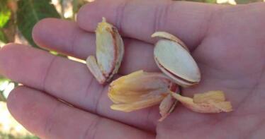 Eurosemillas quiere replicar en Andalucía el éxito del pistacho californiano con nuevas variedades