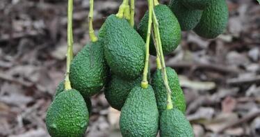 Avanzando en sostenibilidad: transforman los residuos de poda del aguacate en envases sostenibles