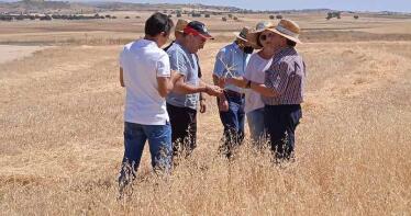 La cosecha de cereal en Almería caerá un 35% por las malas condiciones meteorológicas