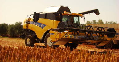 La sequía frena la expansión de la quinoa y merma la cosecha