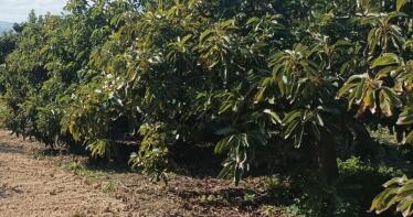 La guía más completa con todo lo que tienes que saber para cultivar aguacate