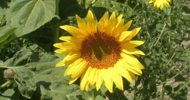 «Es de locos quitar las ayudas al girasol cuando más girasol se necesita»