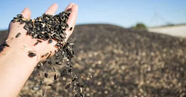 La ola de calor adelanta la recolección del girasol en el campo sevillano