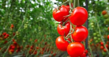 El acuerdo UE-Marruecos podría hacer perder al tomate almeriense más de 600 millones en exportaciones