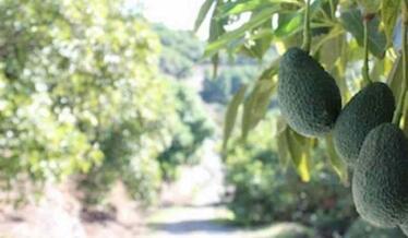 Los regantes de La Axarquía de Málaga: «Se están arrancando los aguacates porque no hay agua para regarlos»