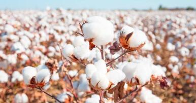 La necesaria alineación del algodón español con la iniciativa Better Cotton