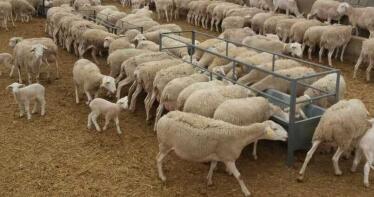 España, libre oficialmente de viruela ovina y caprina, recupera los flujos comerciales