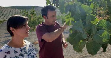 El pistacho se consolida como alternativa en el Jaén olivarero y alcanza el millar de hectáreas