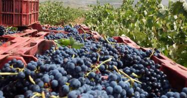 La vendimia será «excelente» en Almería gracias a las lluvias de primavera