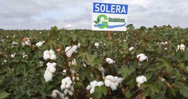 La pedanía utrerana de Trajano acogerá la XI edición de Expoalgodón