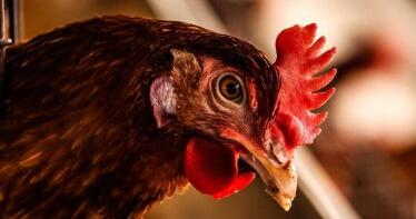 Así es el proyecto europeo que busca liberar a las gallinas ponedoras de huevos de las jaulas