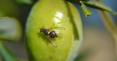 Arranca la campaña de control de la mosca del olivo en Sierra Mágina