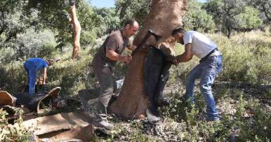 La sequía provoca que un tercio del corcho se quede en el árbol sin sacar