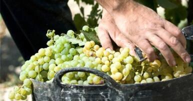 El antioxidante de la piel de la uva que protege tu corazón, según la ciencia